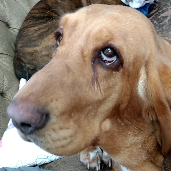 Meet your Posher, Bethany - Picture 1 of 1